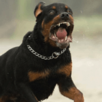 rottwiler mato