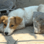 perro adoptado